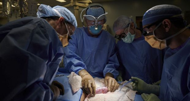 US Surgeons Successfully Attached A Pig Kidney To A Human Being And It Worked