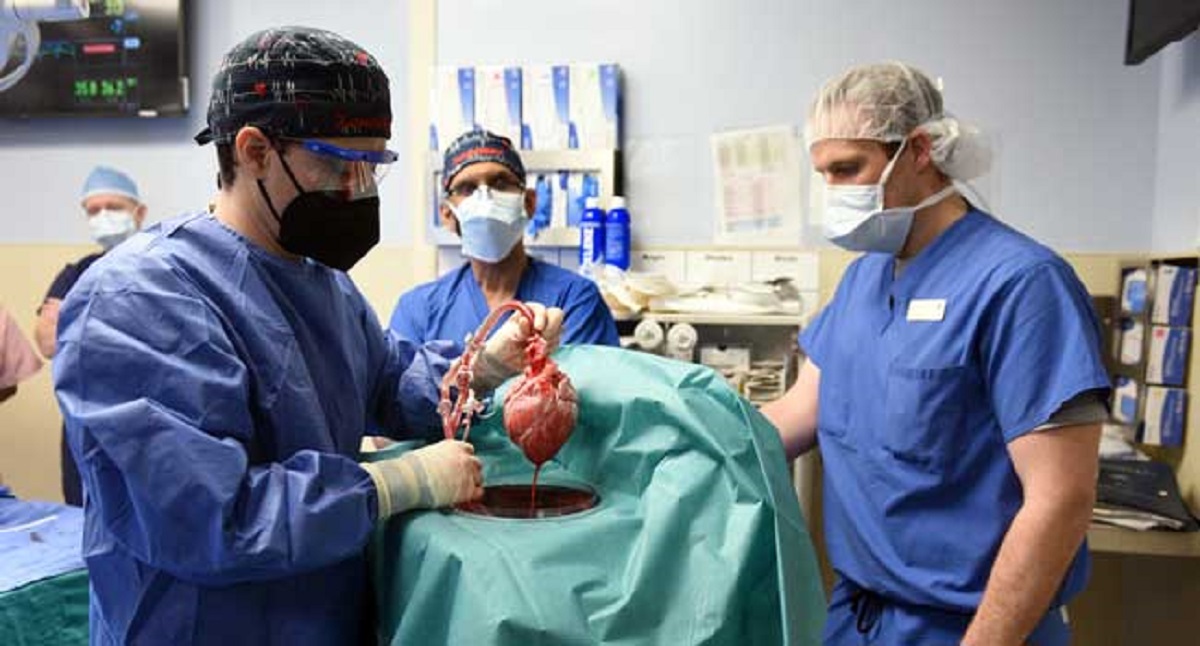 Surgeons In United States Successfully Implant Pig Heart In Human